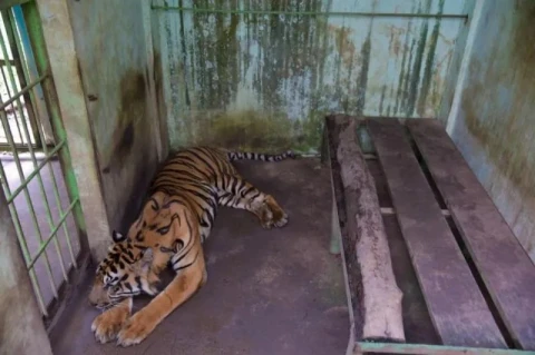 Harimau di Medan Zoo