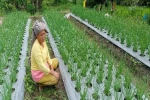 Dengan Program CSR, Pertanian SOL Mampu Meningkatkan Hasil Bawang Merah di Kabupaten Taput