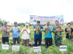 Peminjaman Alsintan Gratis, Bawang Petani Beringin Diserap BUMD