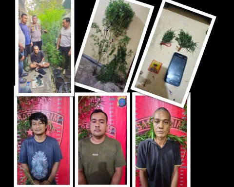 2 Batang Pohon Ganja Ditanam Didalam Rumah, 3 Pelakunya Ditangkap Polsek Dolok Masihul