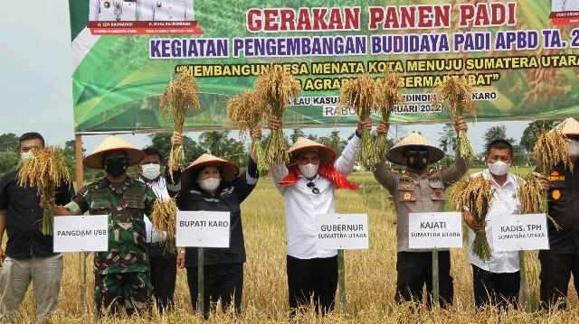 Panen raya padi sawah bersama para petani Desa Lau Kasumpat, di persawahan Jalan Besar Medan-Kota Cane, Kecamatan Mardinding, Kabupaten Karo, Rabu (16/2). 
