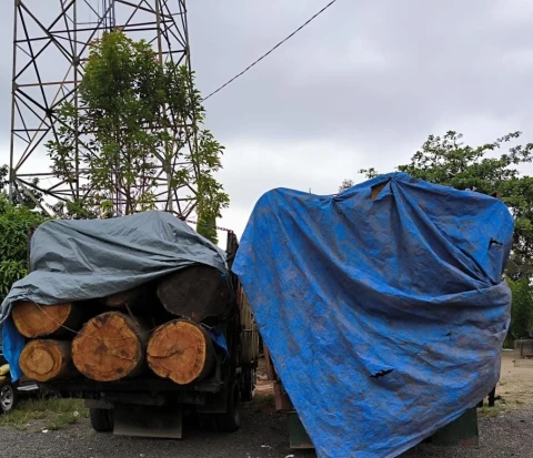 Kayu diangkut truk