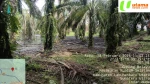 Keluhan Warga Desa Gunung Melayu, Labuhanbatu Utara Tak Kunjung Usai, Diduga Akibat Limbah Bekas Bahan Bakar Boiler Milik PT SSL