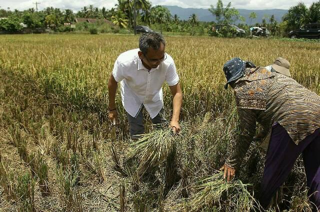 Sihar Sitorus ikut memanen padi bersama petani