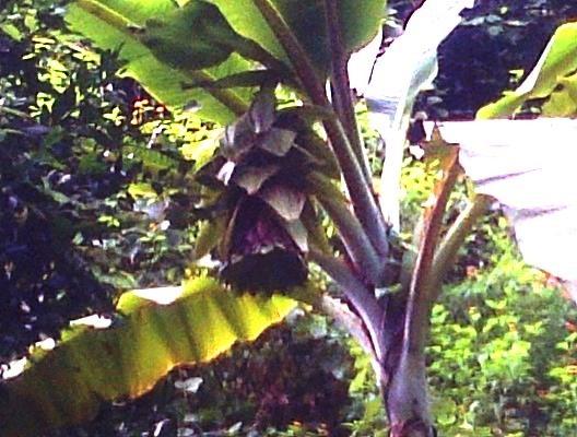 Pohon pisang aneh yang menarik perhatian masyarakat kepulauan Selayar