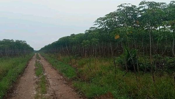 Lahan yang beralih fungsi perijinannya di HGU PT Sido Jadi
