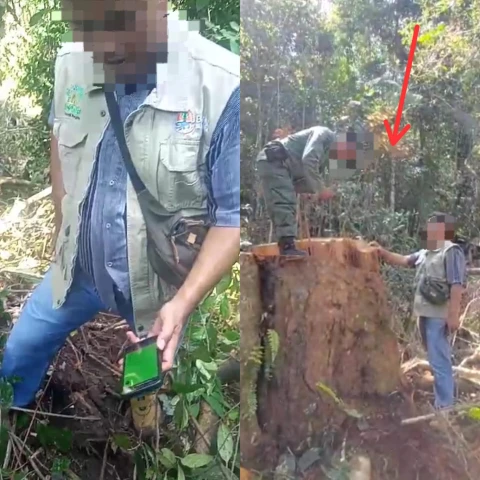 Setelah habis dibabat, sejumlah aparat dari Dishut wilayah II Siantar baru turun ke lokasi  TKP. Padahal lokasi Tebang Hutan Register II Sibatuloting Girsang ini sangat dekat dengan kawasan perladangan PT LDN.