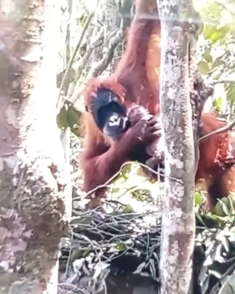 Melahirkan Anak yang Ketujuh, Orangutan "Pesek" Kini Berusia 38 Tahun