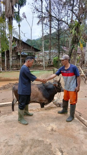 Bobby Nasution Salurkan 10 Ekor Sapi untuk Korban Bencana di Tapsel dan Tapteng Jelang Lebaran