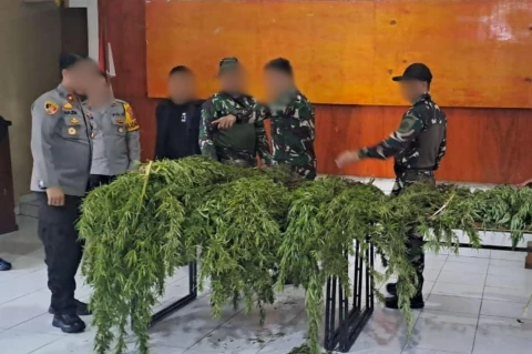 Terbongkar di Pedalaman Papua: Operasi Gabungan TNI-Polri Ungkap Puluhan Batang Ganja Siap Panen