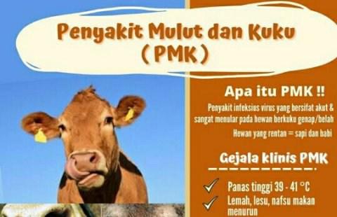 PMK hewan ternak 