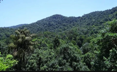 Hutan desa Rura Julu