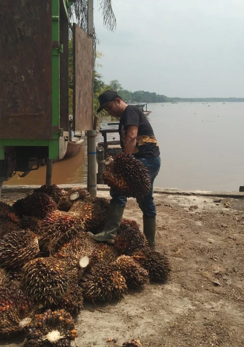 Harga Beli TBS Milik Masyarakat di Desa Batu Hampar Rp1900 Per/Kg