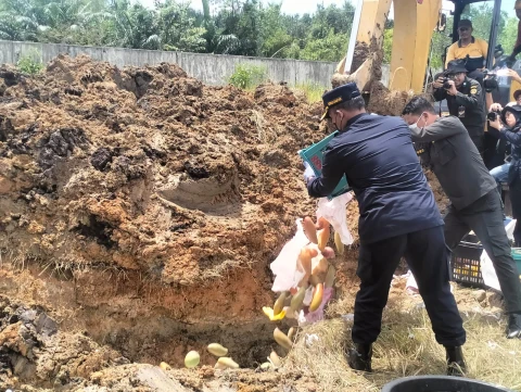 Pemusnahan Mangga ilegal 