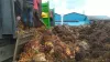 Guncang Perekonomian Petani, Harga Sawit di Labura Anjlok Berturut-turut