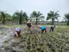 Babinsa Koramil 02/TL Dampingi Penanaman Padi IR 32, Tekankan Pentingnya Ketahanan Pangan Nasional