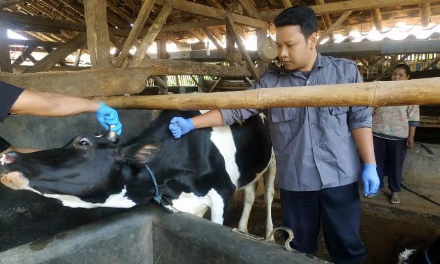 Sudah disetujui Presiden, Dana PEN 2022 untuk beli 28,7 juta vaksin PMK