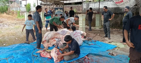 Penyembelihan Hewan Qurban Hari Raya Idul Adha 1446 H/2025 M di Masjid Raya Sultan Ahmadsyah Kota Tanjungbalai