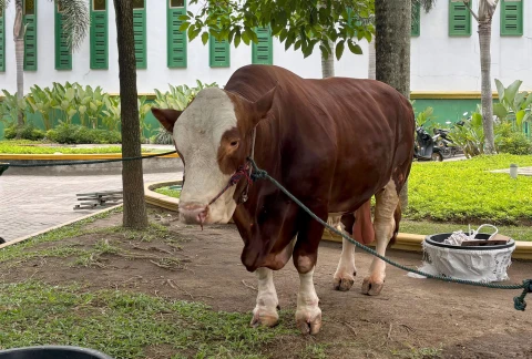 Salah satu sapi kurban bantuan kemasyarakatan dari Presiden Prabowo Subianto yang dialokasikan untuk Provinsi Sumatera Utara, Kamis (5/6/2025), di halaman Masjid Agung Sultan Thaf Sinar Basarsyah,  Lubukpakam, Deliserdang, yang akan disembelih pada Iduladha 1446 H. 