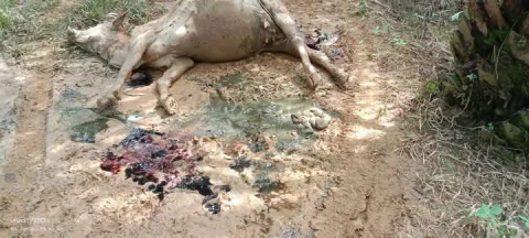 Ternak yang dimangsa Harimau