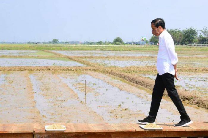 Presiden Joko Widodo meninjau Balai Besar Penelitian Tanaman Padi, Selasa (12/07/2022) di Kabupaten Subang, Jabar milik Kementerian Pertanian