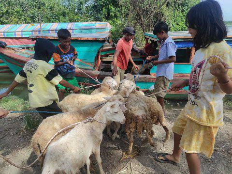 Dompet Dhuafa Waspada bersama para relawan mendistribusikan hewan kurban hingga ke Pelosok Sumatera Utara, tepatnya di Desa Jaring Halus, Langkat, harus mensusuri sungai maupun muara menuju lokasi tersebut, Sabtu (9/07)