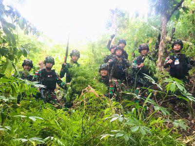 Ladang ganja tersebut ditemukan oleh Prajurit Satgas Pamtas RI-PNG Yonif 126/KC Pos Waris