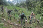 TNI Bersama Tim Gabungan Temukan dan Musnahkan 30.000 Batang Ganja di Mandailing Natal