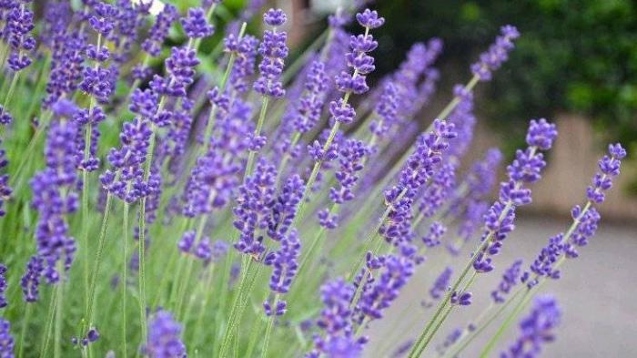 Bunga Lavender 