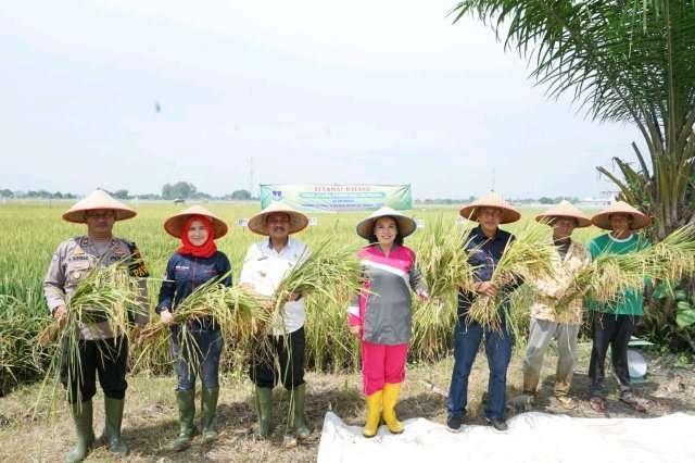 Panen Padi Bersama, Jumat (9/9/2022) di areal persawahan Lingkungan III Kelurahan Bulian, Kecamatan Bajenis Tebingtinggi.