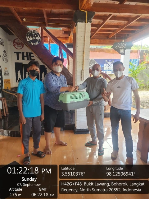 Penyerahan dua ekor Kukang Sumatra (Nycticebus hilleri) kepada aparat berwenang 