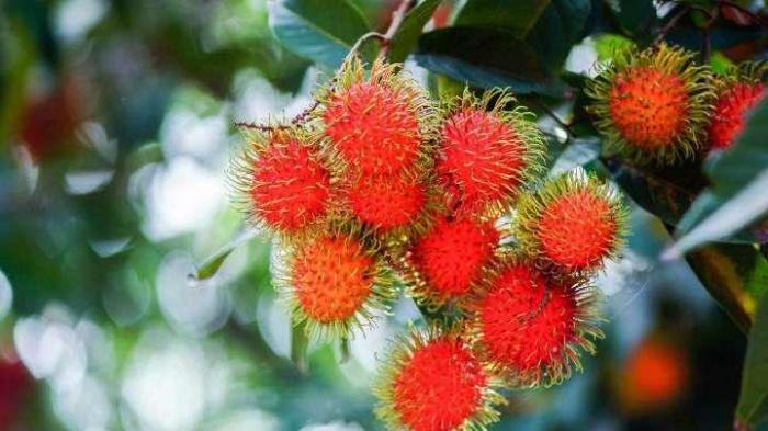 Ketahui Manfaat Rambutan untuk Kesehatan Jantung