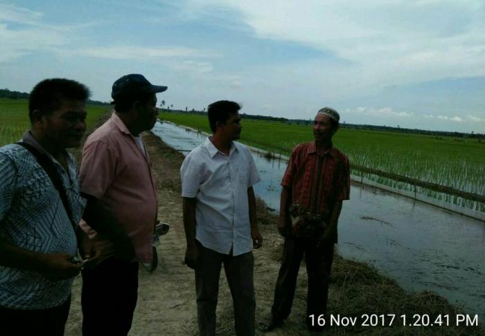 Petani Kualuh Hilir menceritakan keluhannya pada wartawan di lokasi lahan persawahan.