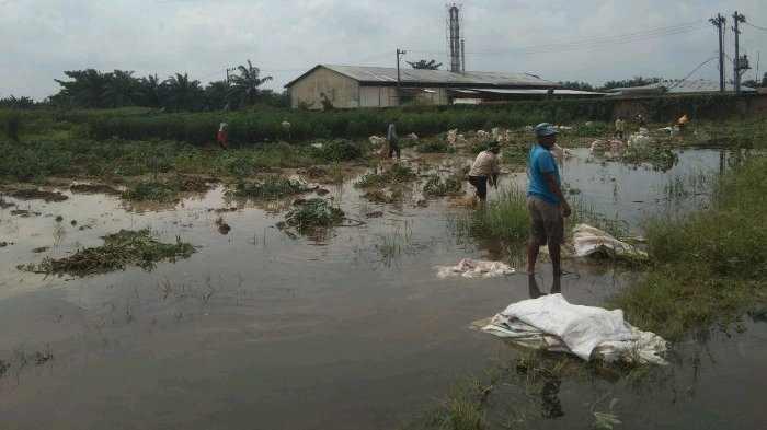 Panen terpaksa akibat banjir 