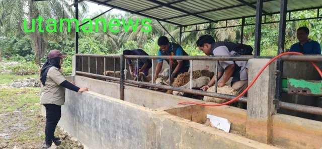 Petugas dan Kadis Pertanian melakukan penyuntikan terhadap puluhan hewan ternak milik warga terdampak banjir