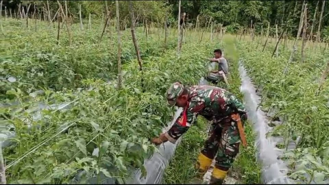 Sertu Tangkas melaksanakan pendampingan kepada salah satu petani binaan