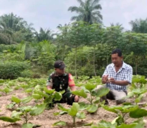 Babinsa Koramil 06/MB Dampingi Petani Sayur Terong 