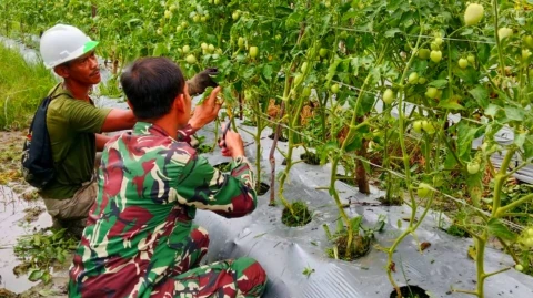 Sertu Tangkas Budiono Babinsa Koramil 07/Mapurujaya Kodim 1710/Mimika melakukan pendampingan kepada petani tomat